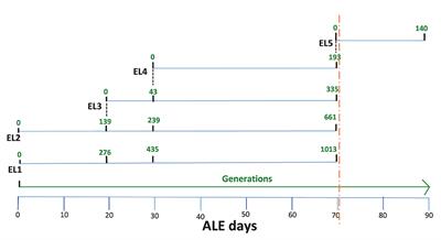 Transcriptomic analysis using RNA sequencing and phenotypic analysis of Salmonella enterica after acid exposure for different time durations using adaptive laboratory evolution